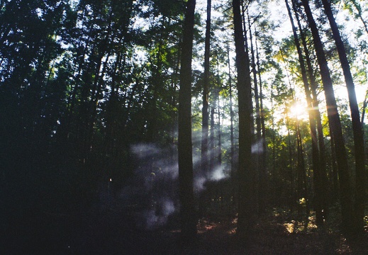 Smoke in the Forest